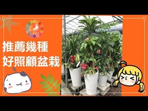 開幕盆栽禁忌|開幕盆栽禁忌：切忌假花與白色盆，招惹爛桃花、驅逐好運